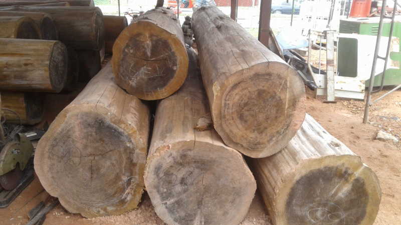 Imported Cypress logs, Wholesale and Retail