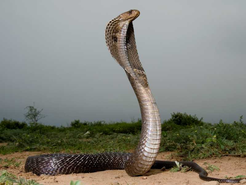Snake Catchers in Colombo