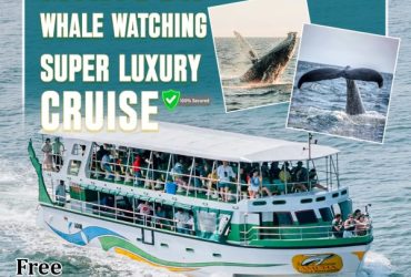 Whale Watching Mirissa